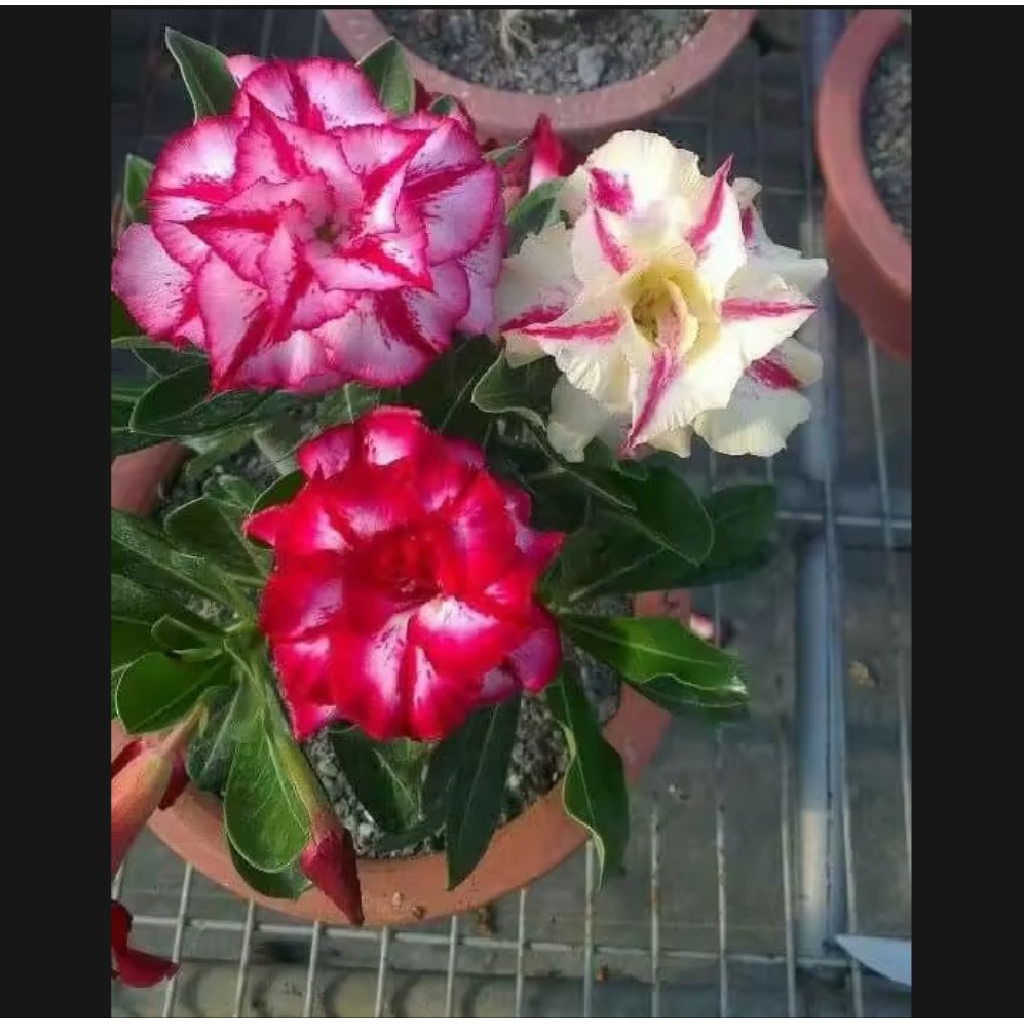 adenium bunga tumpuk 3 warna bunga - bibit Adenium Kamboja Jepang bunga tumpuk