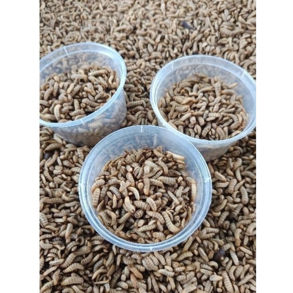 MAGOT BSF HIDUP FRES 100GRAM