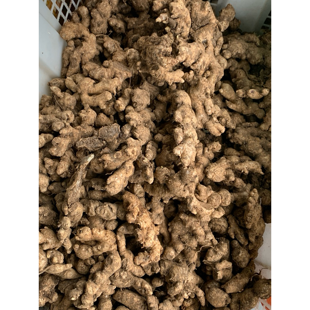 

Jahe Lokal Premium 1 kg / 500 gr