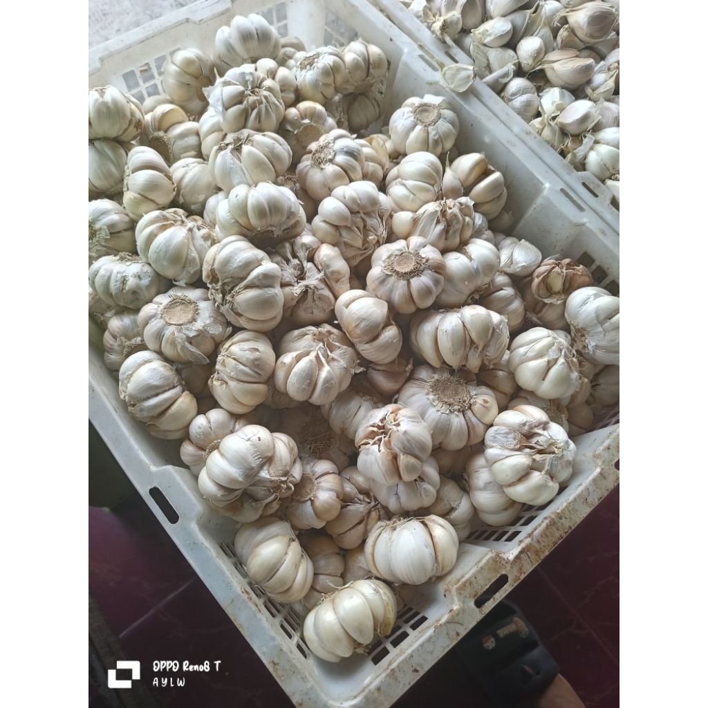 

Bawang putih sinco bersih