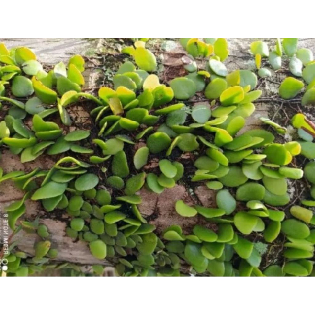 

daun sisik naga herbal 250g