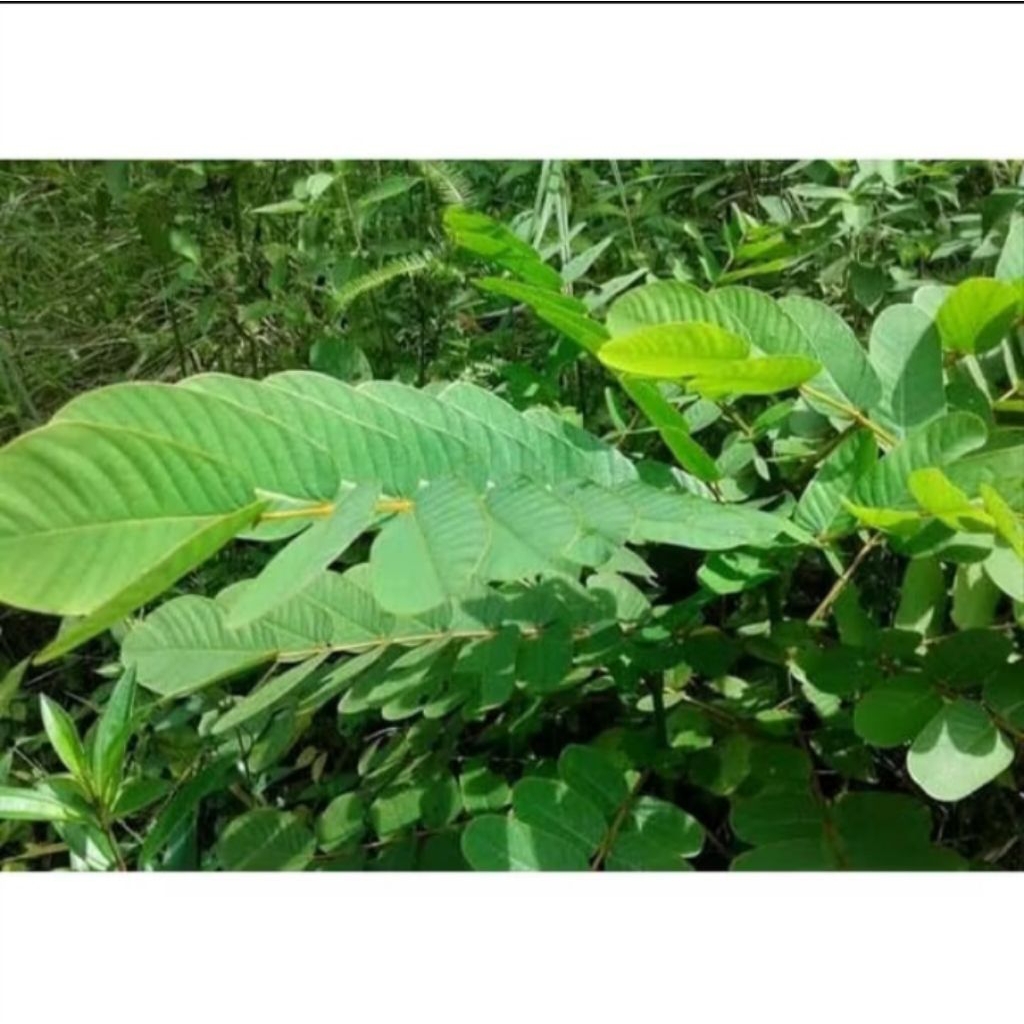 

Daun ketepeng obat gosok gatal alami berat 200gr