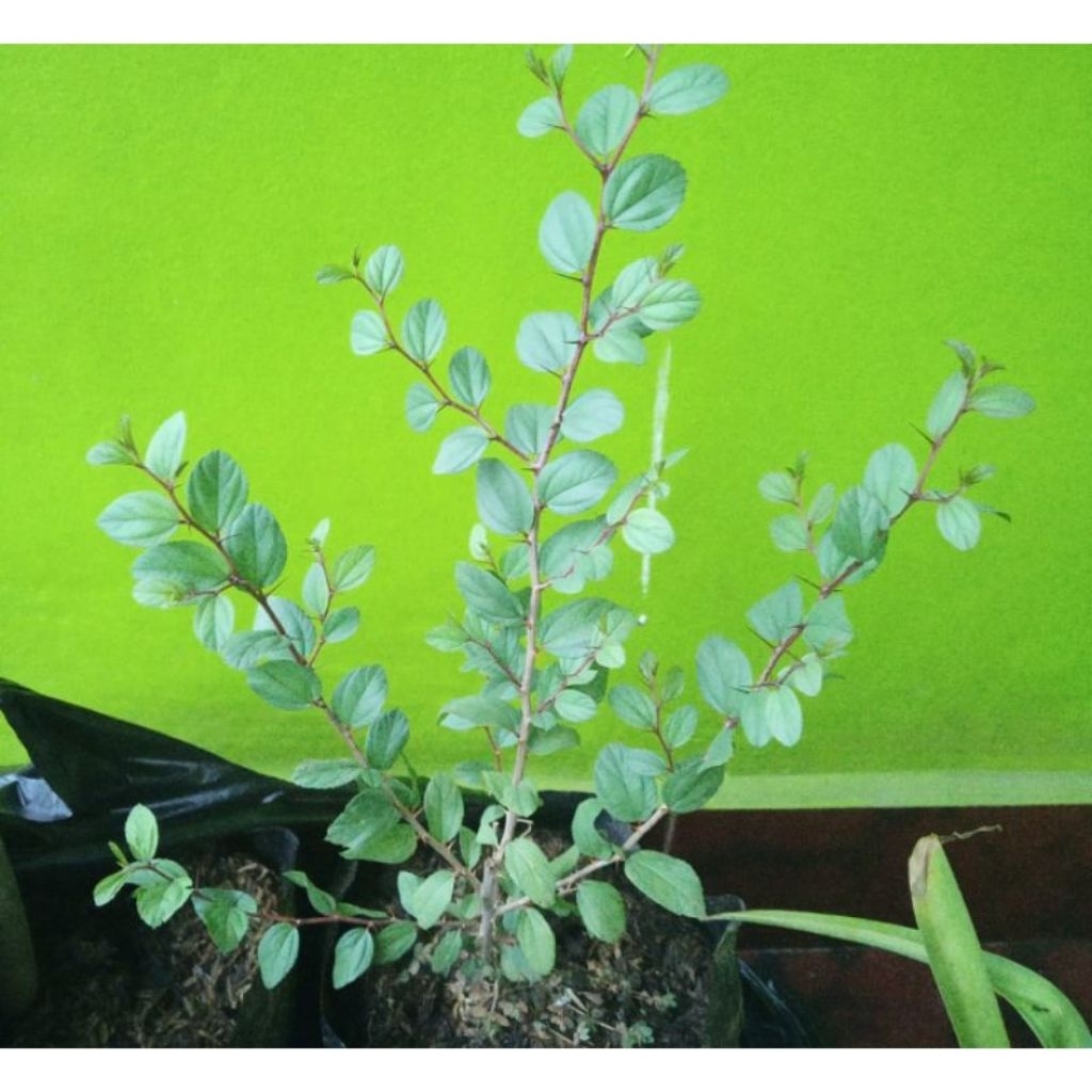 pohon Bidara arab pohon asli