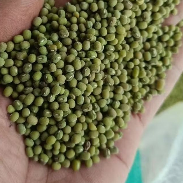 

KACANG HIJAU 1KG