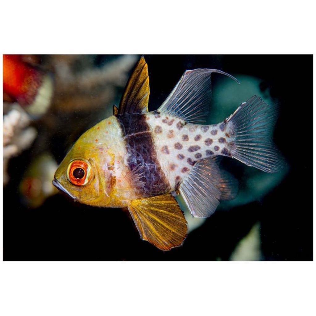 IKAN HIAS LAUT CAPUNGAN MATA MERAH