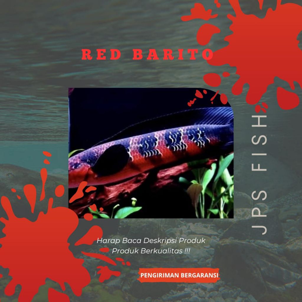 (Seafood) Red Barito Grade A Hiasan Aquarium
