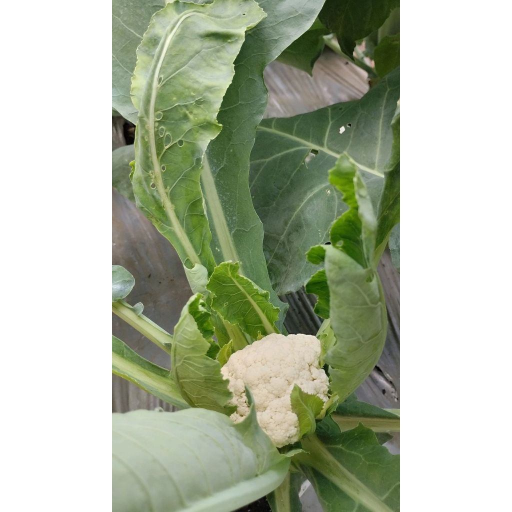 

Tanaman bibit sayuran Kembang kol putih