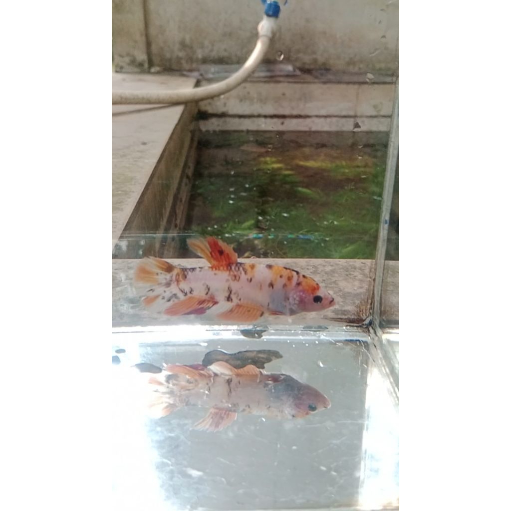giant male & female