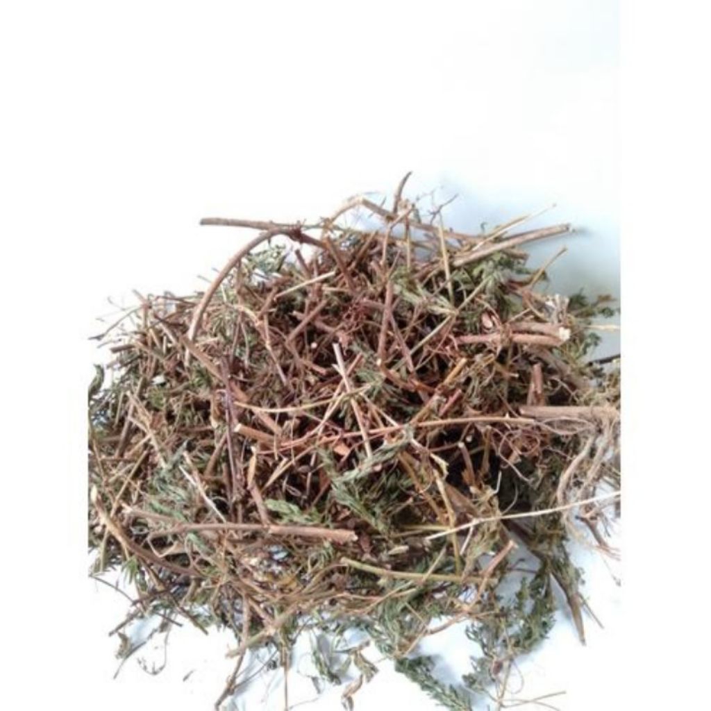 

daun pitri malu kering 50 gr