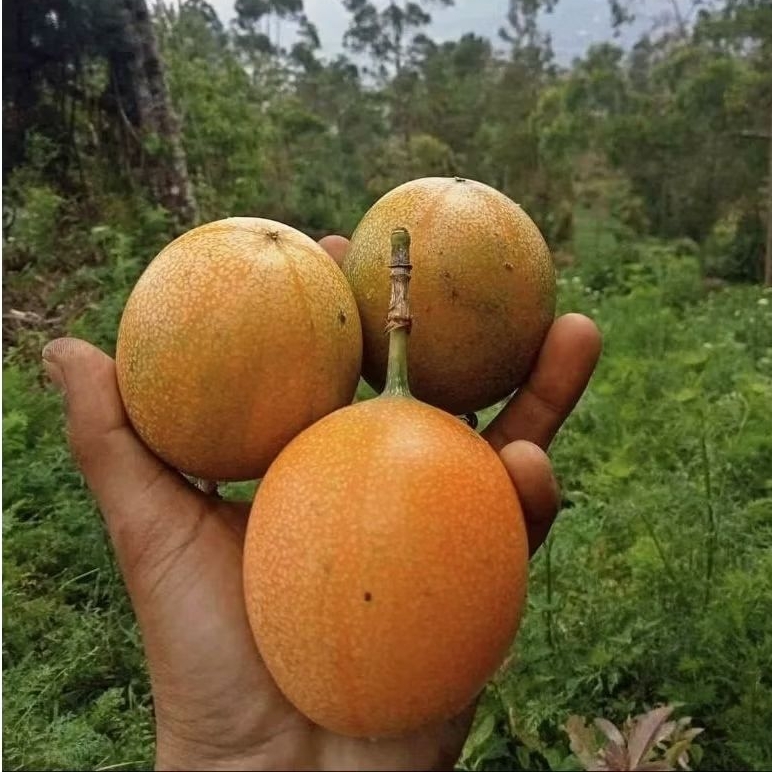 

Buah Markisa konyal madu manis matang pohon segar 1KG