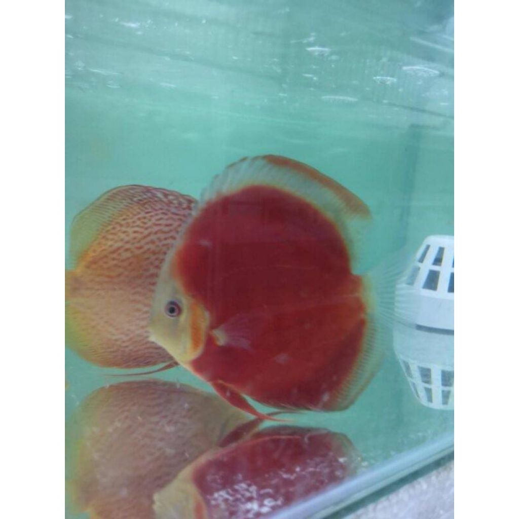 Discus Sun Merah / Hias Aquarium