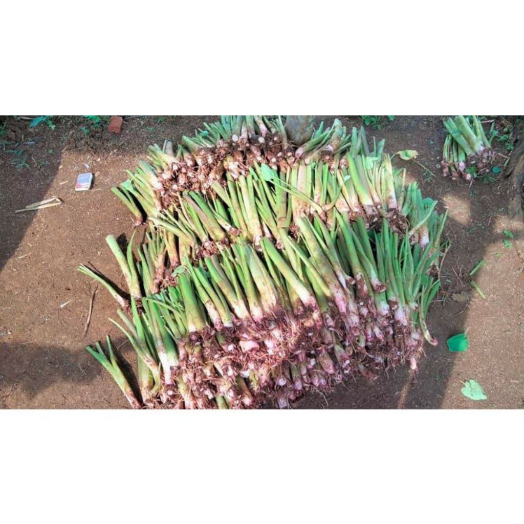 mbote talas gajah/bibit talas unggul/talas gajah/umbi umbian/talas jumbo/ 1bibit