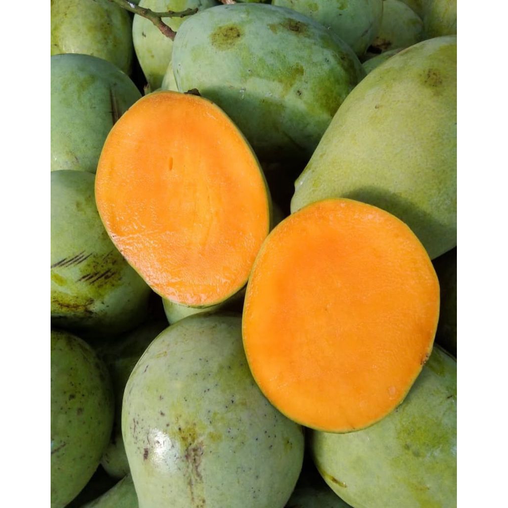 

mangga cengkir indramayu