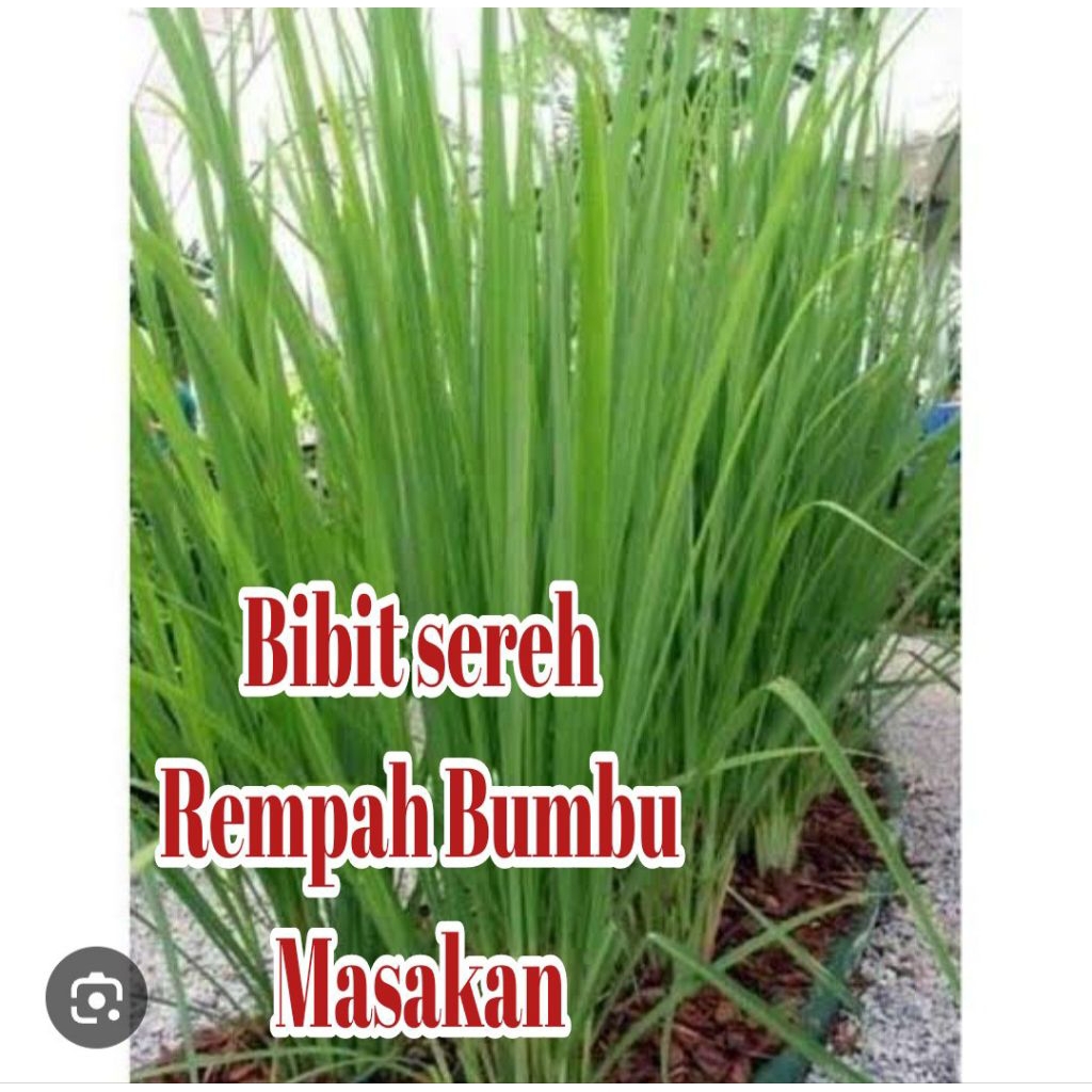 

Bibit Sereh Rempah Bumbu Memasak Enak
