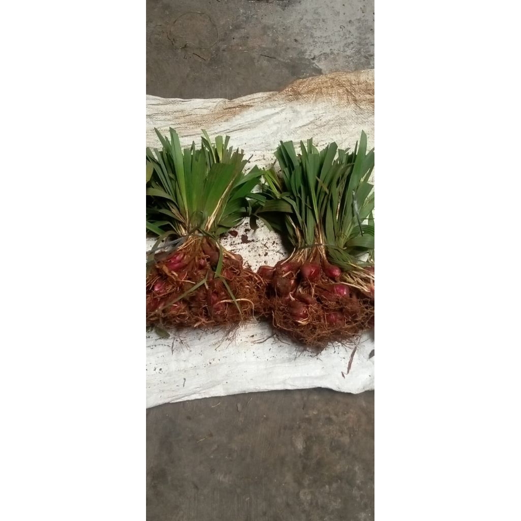 

bawang Dayak Kalimantan/bawang tiwai/bawanghutan