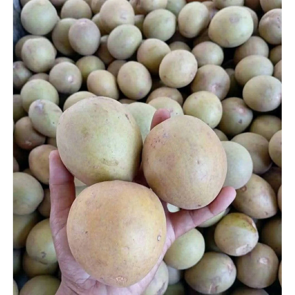 

Sawo Simadu – Manis Alami, Segar dari Kebun Pilihan! 1kg