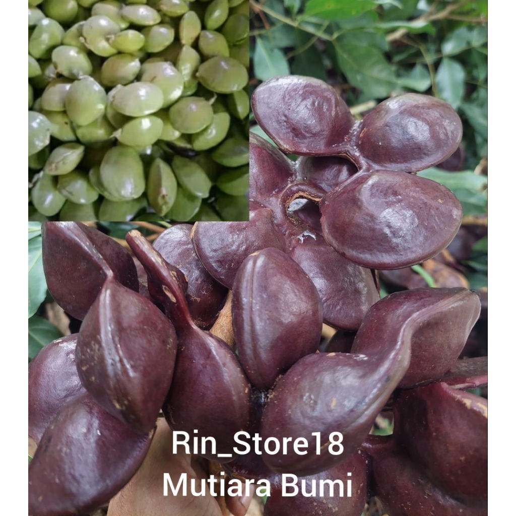 

Jengkol Muda Lalapan 1kg