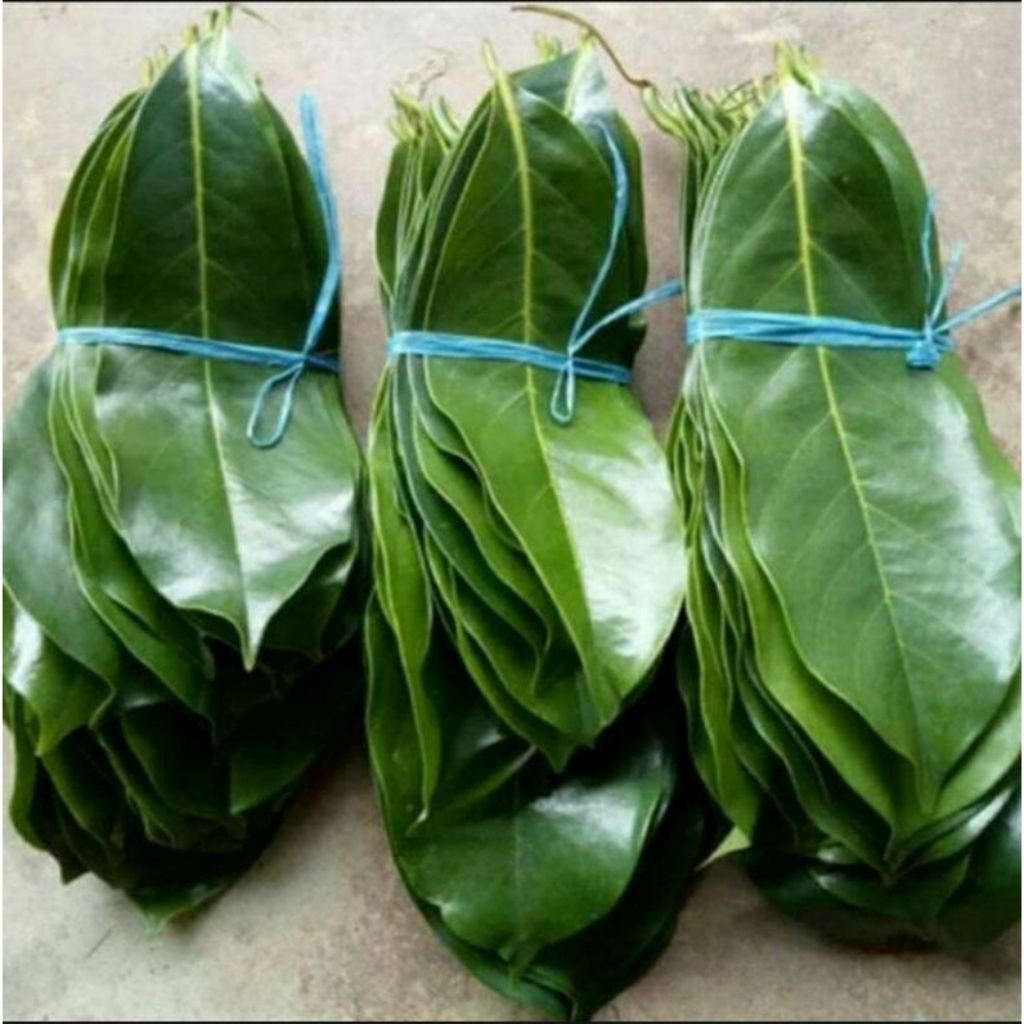 

Daun Sirsak Segar 100 Lembar Petik Dari Pohon obat herbal