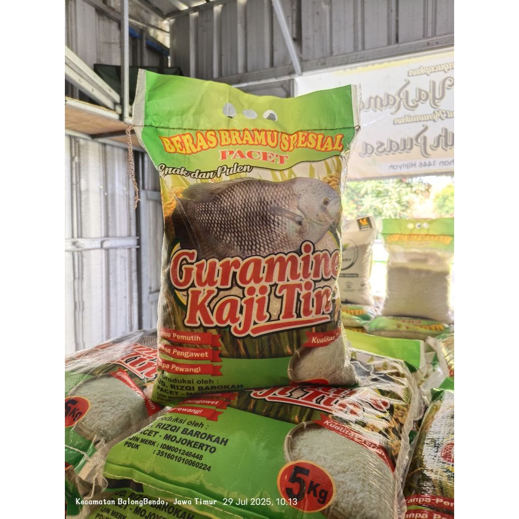 

bramu gurami pacet 5kg