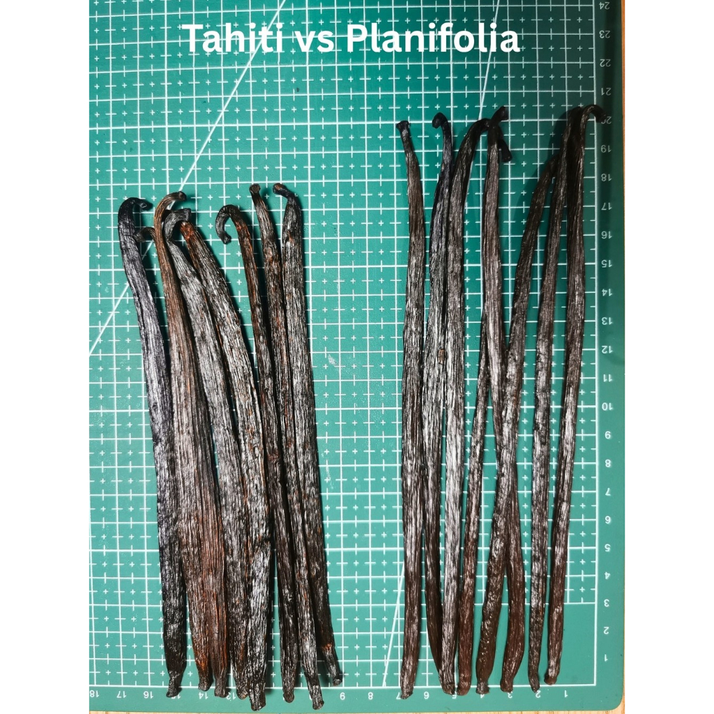 

Vanilla Beans Tahiti 14 cm Grade A Export