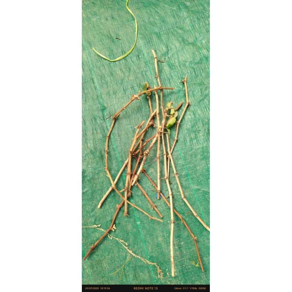 

Cutting Anggur Fresh