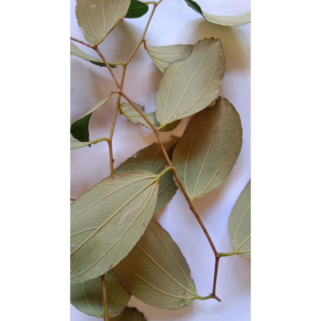 

Daun bidara arab segar dijamin original 100 lbr herbal alami