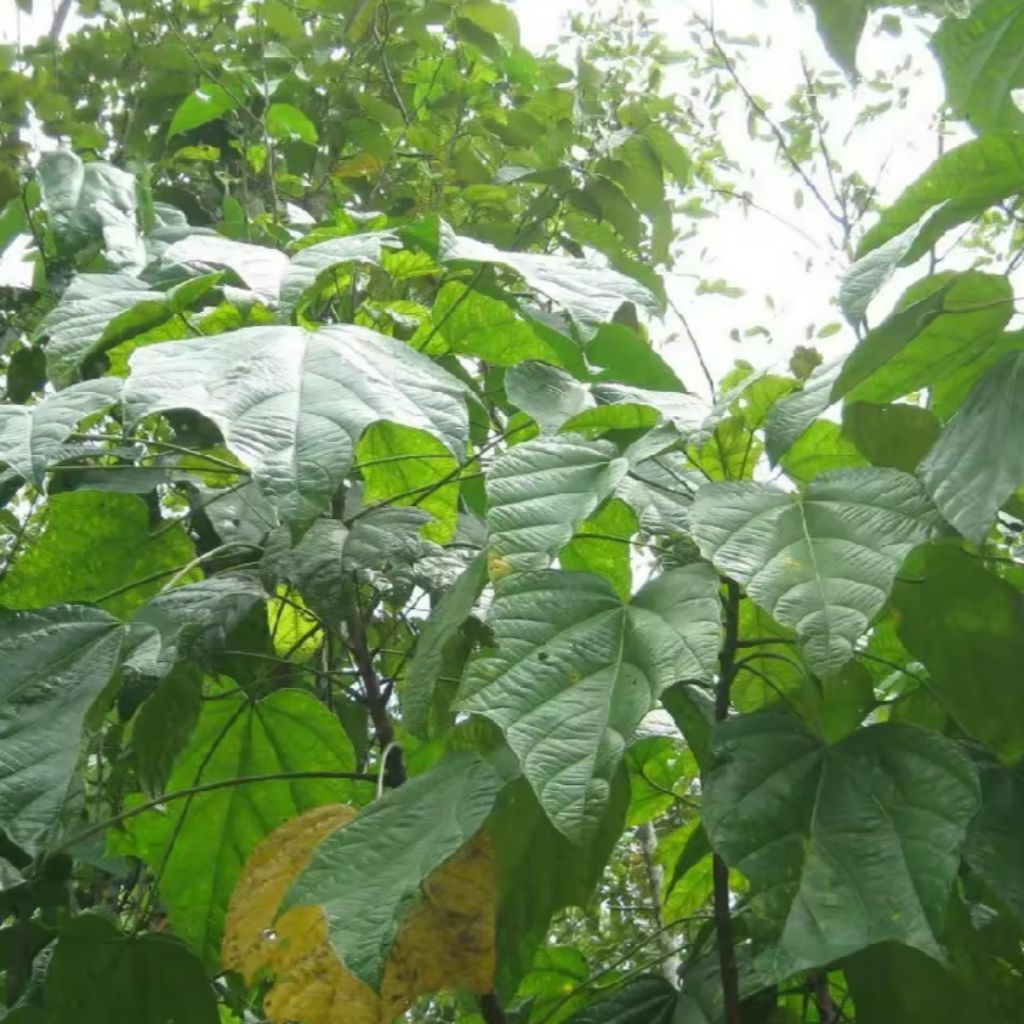 

Daun kluwuk muda alias daun picung/50 lembar