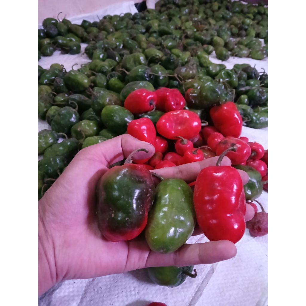

CABE GENDOT VIRAL (HARGA TURUN) Real Asli Dari Dieng 1KG