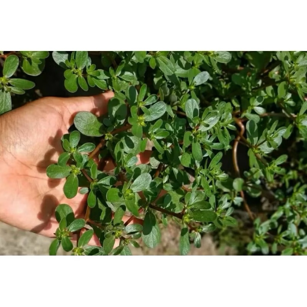 

KROKOT (Tanaman Herbal )