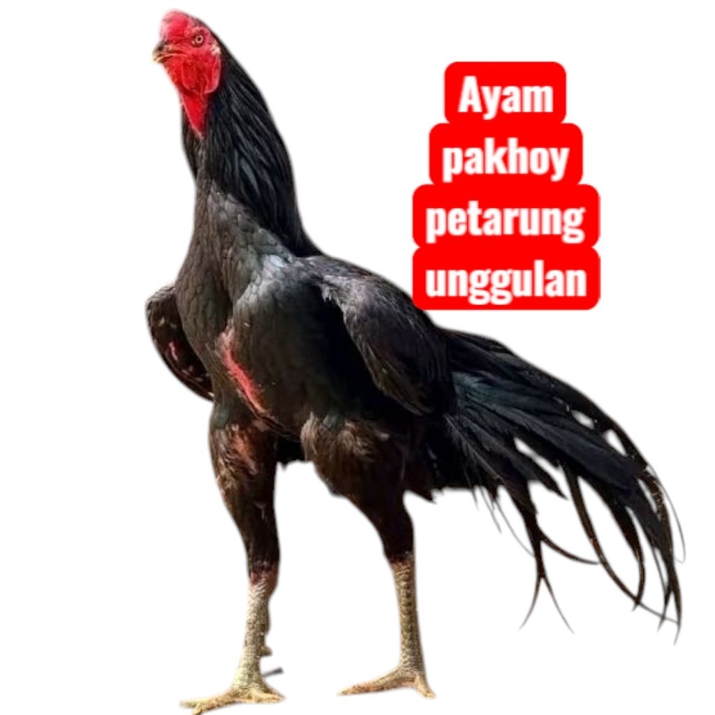 (Produk terlaris) telur tetass ayam pakhoy petarung unggulan full Brakot