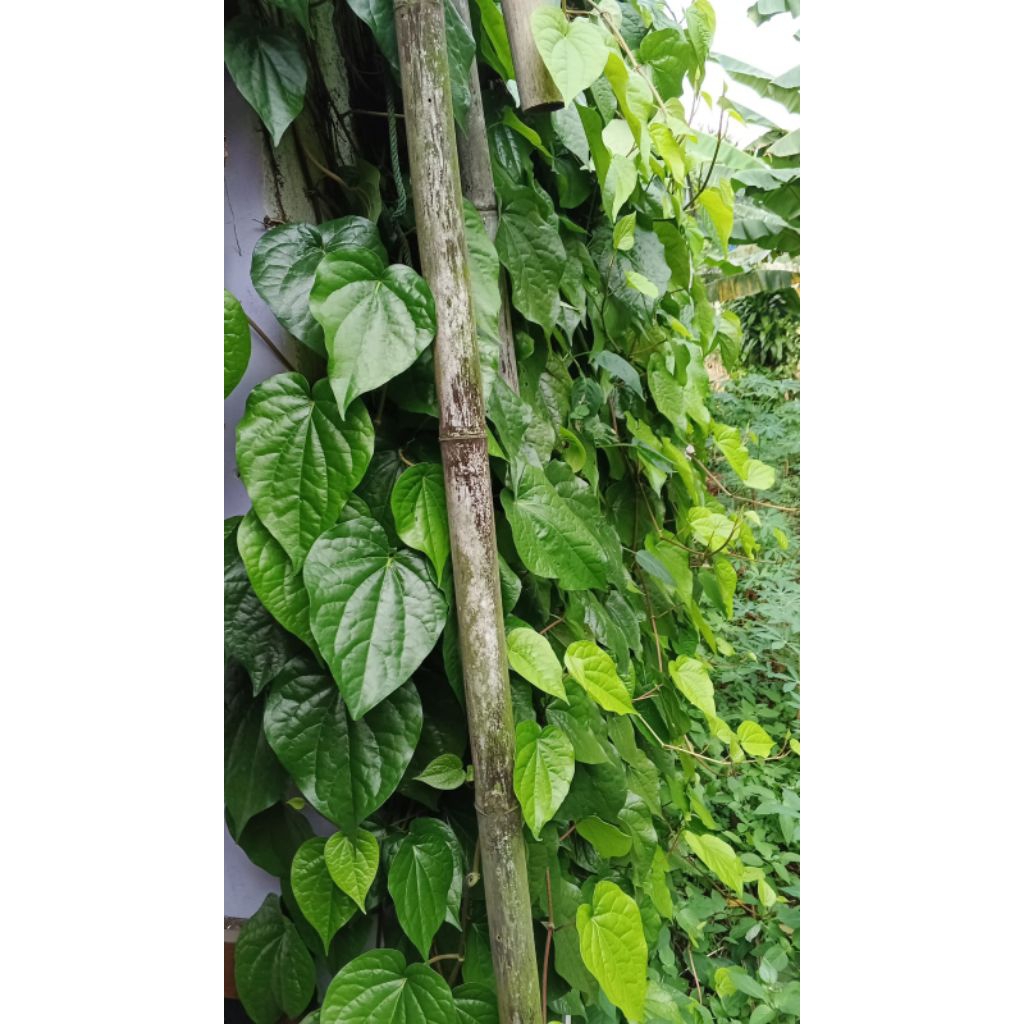 

PROMO DAUN SIRIH HIJAU 30 Lembar