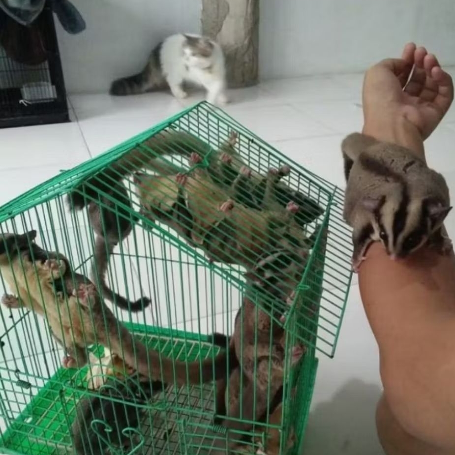 INDUKAN SUGAR GLIDER JINAK SEMOK HIDUP PER EKOR