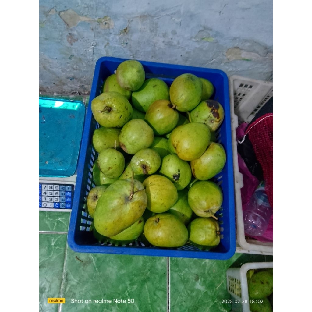 

mangga Jawa