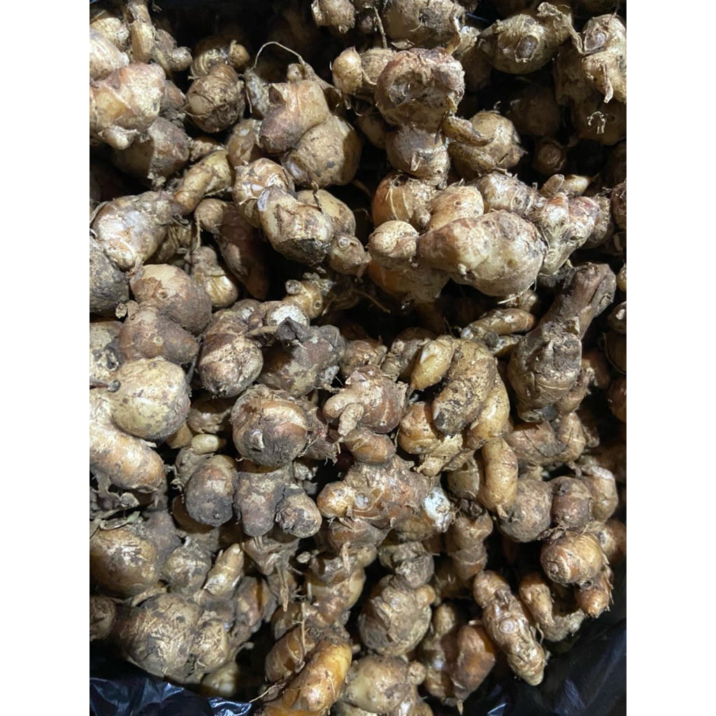 

kencur wangi dan gurih