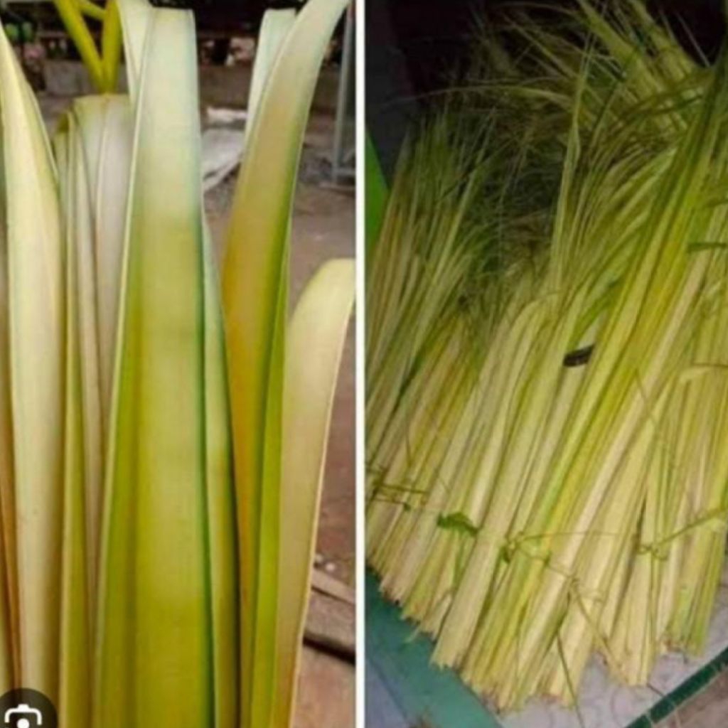 

Janur kelapa kuning kiloan isi Lebih Banyak 1 kg Daun Kelapa Muda