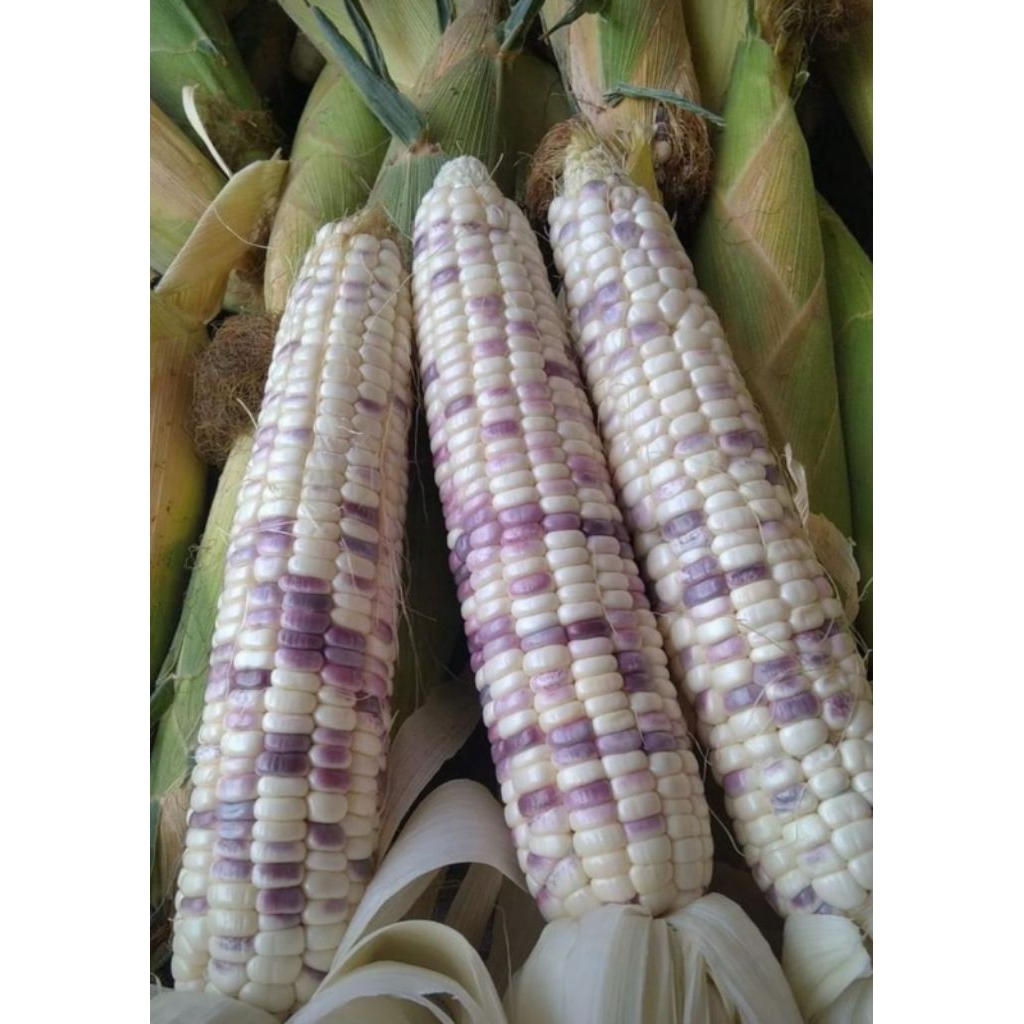 

jagung batik /kg stok terbatas