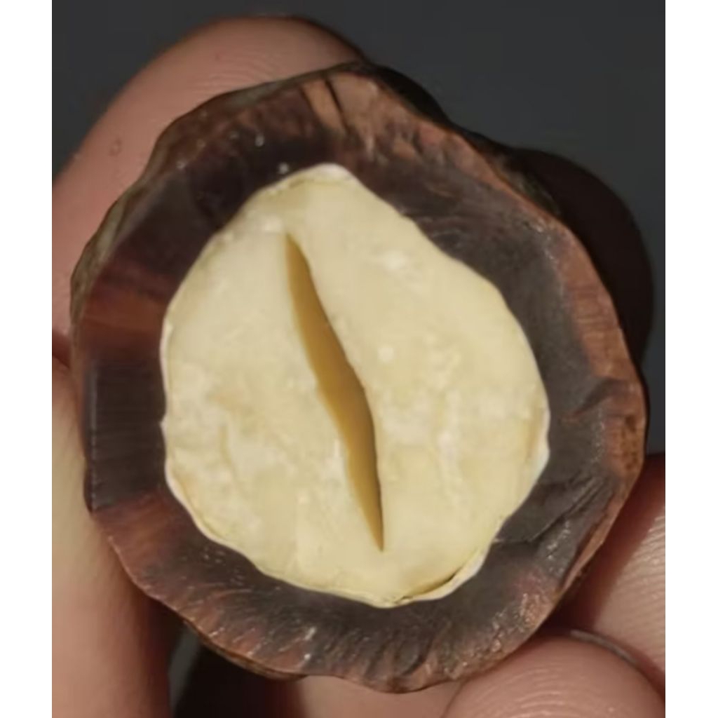 Muncang Adu Jenis Jalim Batok Tebal Beli 3 Bonus 1