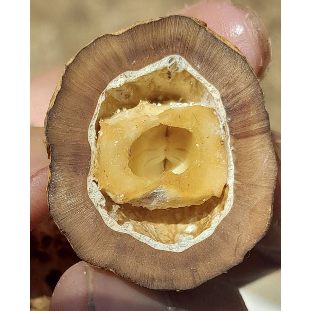 Muncang Adu Jenis Eti Medmex Jr Batok Tebal Beli 3 Bonus 1