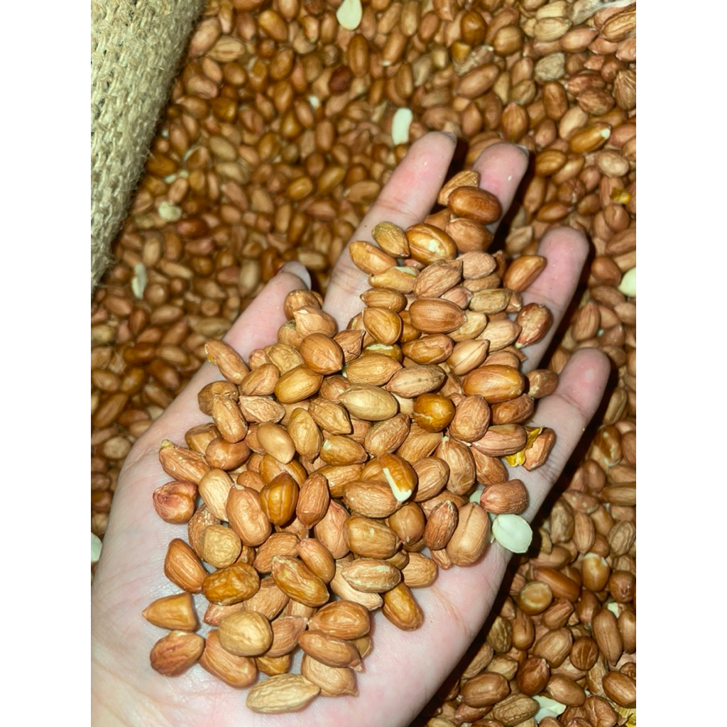 

Kacang Tanah INDIA 1 kg 500 gr 250 gr PREMIUM