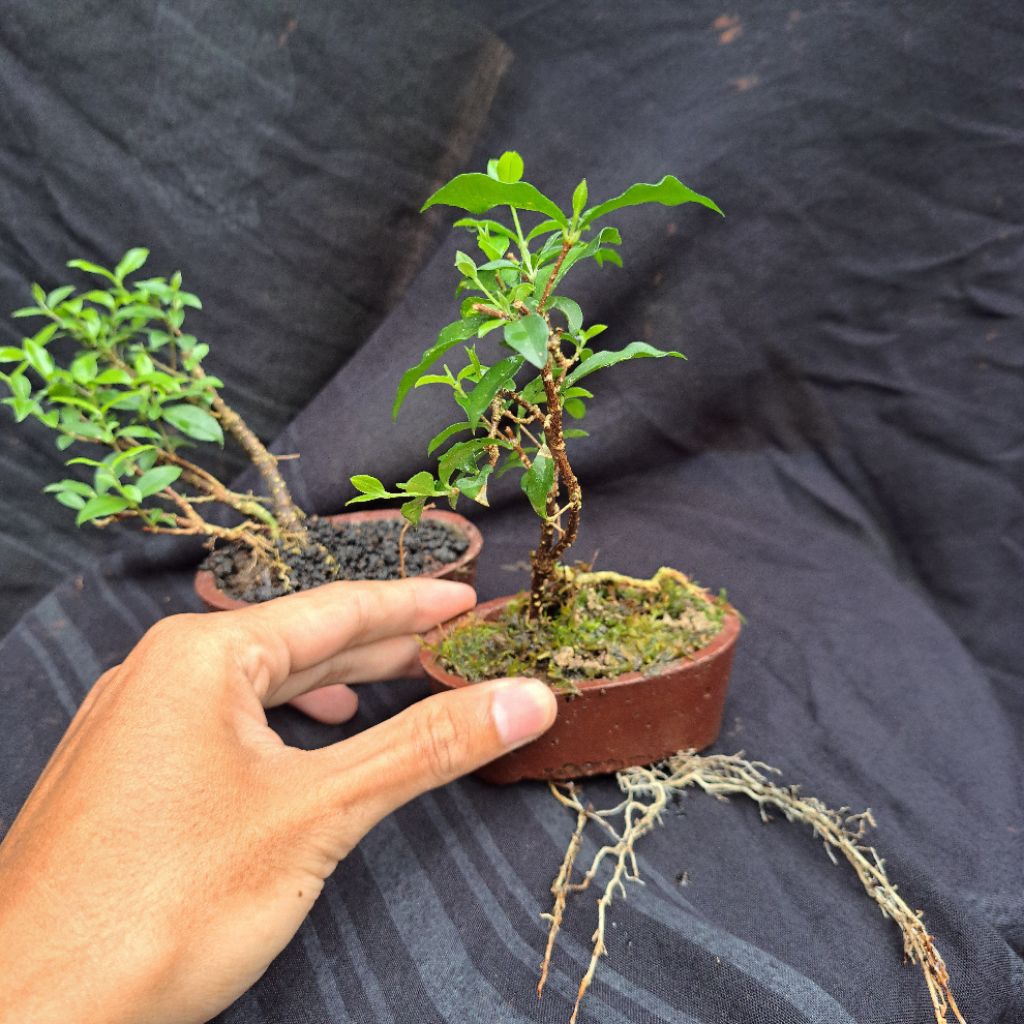 Tanaman Bonsai Sakura Mikro sakura micro siap Lanjut pajang