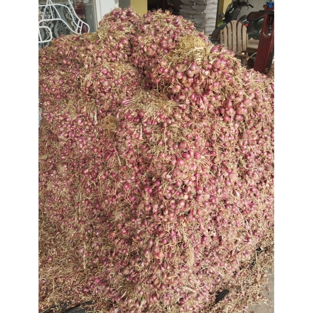 

Bawang Merah Glayungan