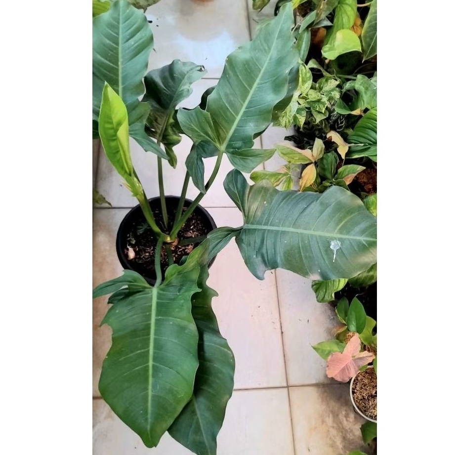 Tanaman Hias Philodendron Ecuadorian Equador