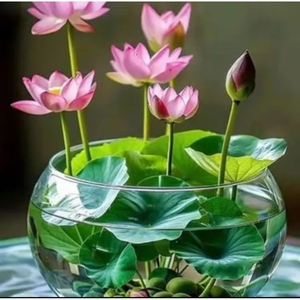 100 Butir benih bunga Nelumbo nucifera - Biji Teratai Jepang Biji Benih Teratai Lotus Mini Biji Bung