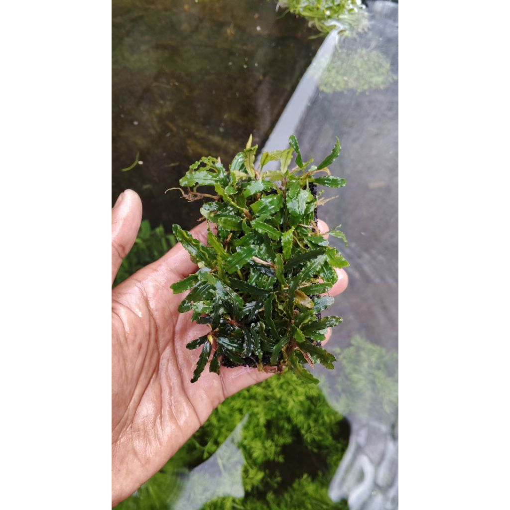 tanaman_buce_aquascape