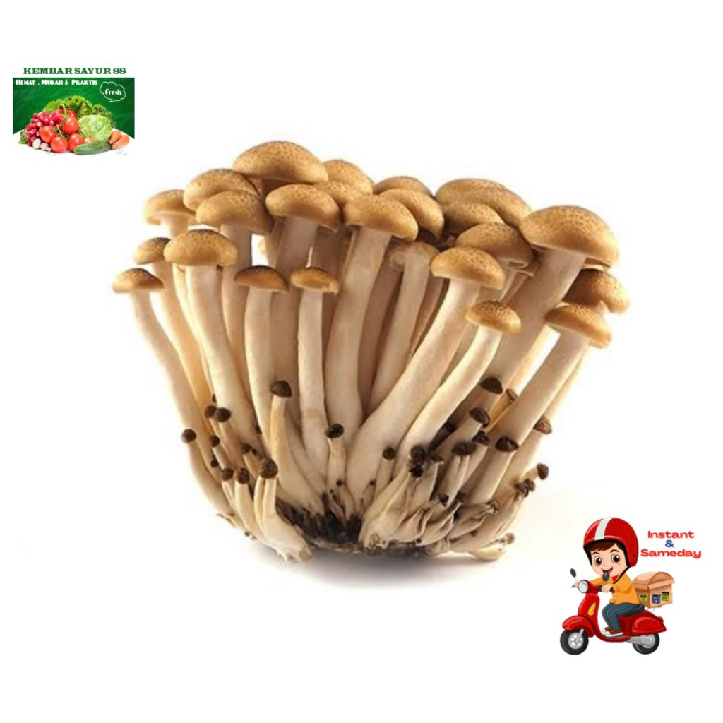 

Jamur Shimeji Coklat 1 Pack Berat 150gr - Kembarsayur88