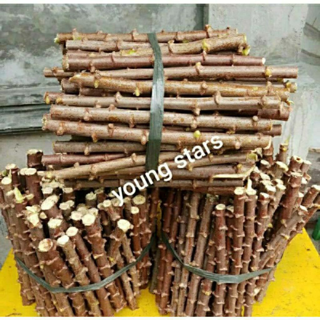 

1KG STEK BATANG SINGKONG KUNING ATAU KEJU