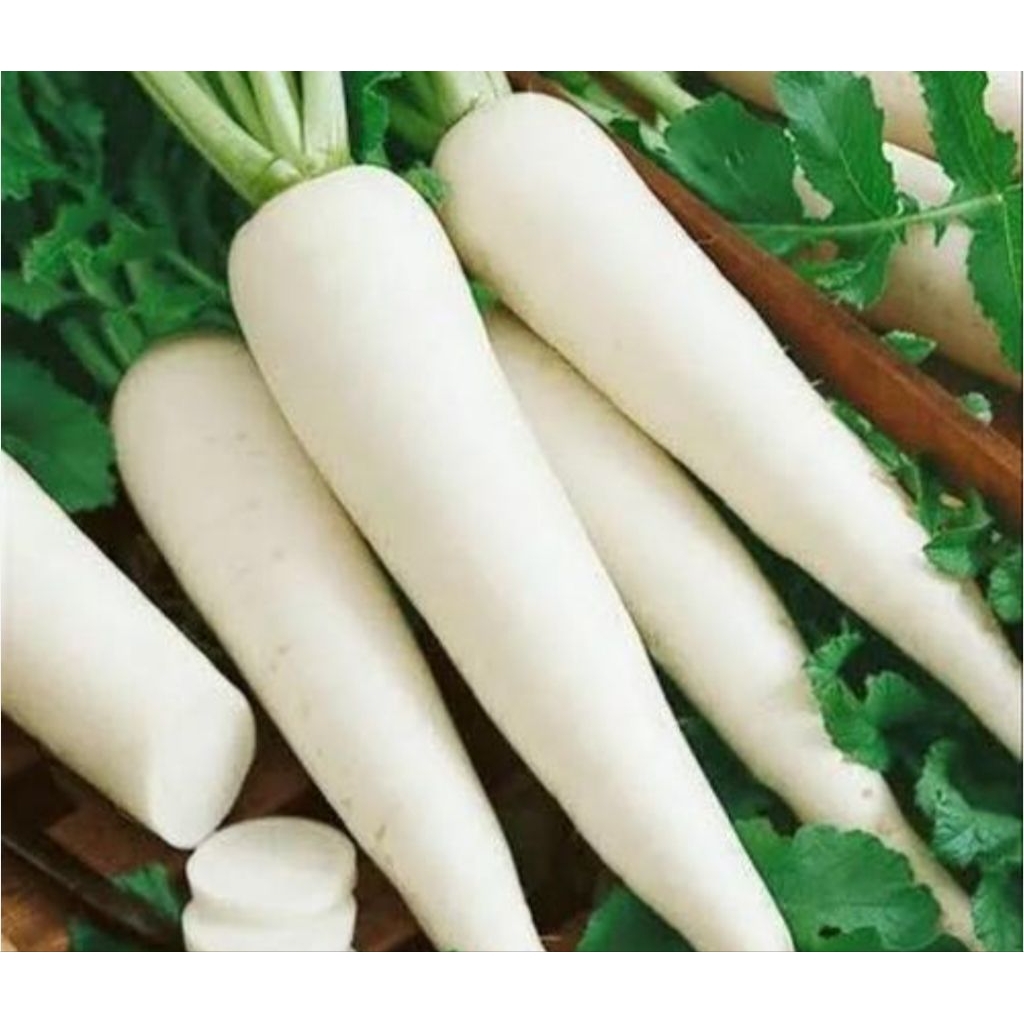 

lobak super tahan busuk spesialis pengiriman luar pulau Kalimantan Sumatra NTB Riau Lampung Maluku Bali Jawa 1kg