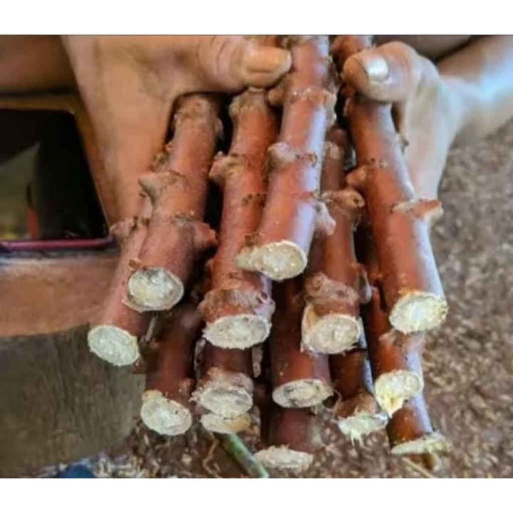 Batang singkong mentega,bibit singkong,pohon singkong