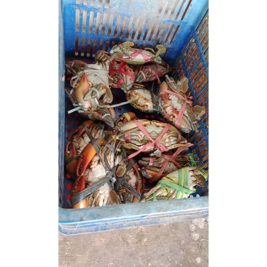 

kepiting isi 4 up