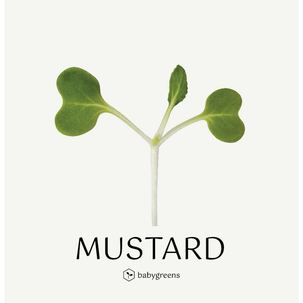 

[BABYGREENS] Mustard Microgreens - 30 gr